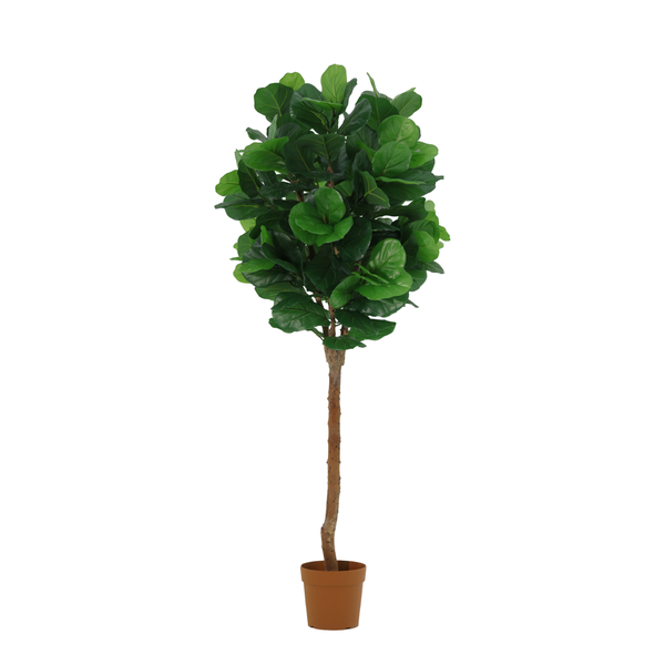ARTIFICIAL Ficus lyrata tree – 180cm