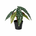 ARTIFICIAL Begonia maculata – 24cm