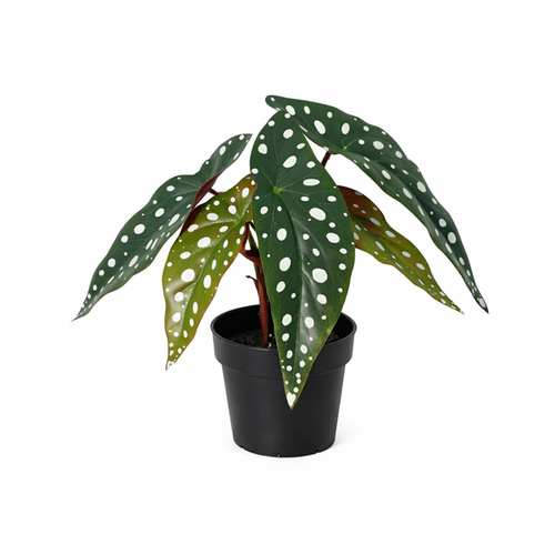 ARTIFICIAL Begonia maculata – 24cm