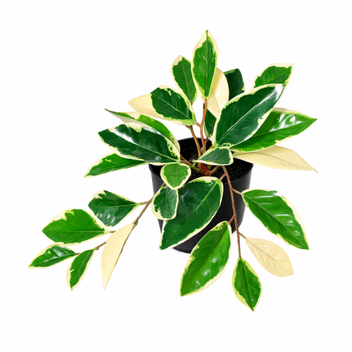 ARTIFICIAL Hoya Variegata – 25cm