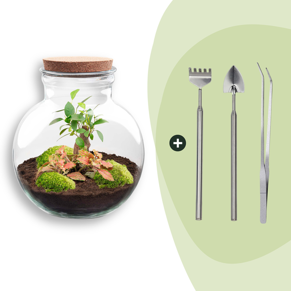 DIY Planten terrarium (met licht) – Teddy Bonsai – Ø 25 cm ↑ 26,5 cm – Rake + Shovel + Tweezer