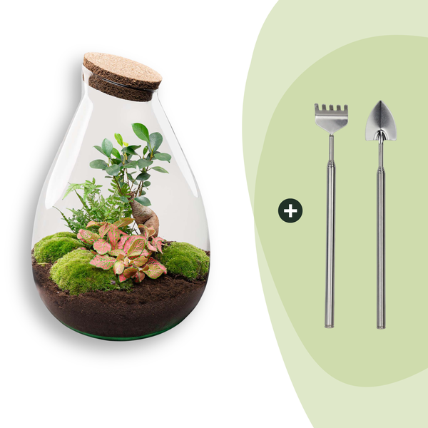 DIY Planten terrarium – Drop XL Bonsai ‘red’ – Ø 24 cm ↑ 37 cm – Rake + Shovel