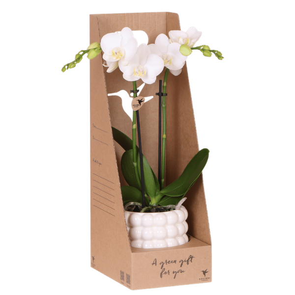 Kolibri Orchids | Witte Amabilis orchidee cadeauset – incl. giftbox, orchidee & sierpot – Ø9cm