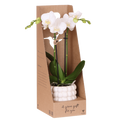 Kolibri Orchids | Witte Amabilis orchidee cadeauset – incl. giftbox, orchidee & sierpot – Ø9cm