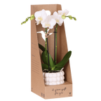 Kolibri Orchids | Witte Amabilis orchidee cadeauset – incl. giftbox, orchidee & sierpot – Ø9cm