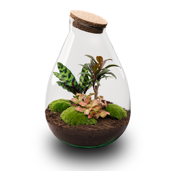 DIY Planten terrarium – Drop XL Palm – Ø 24 cm ↑ 37 cm – No tools