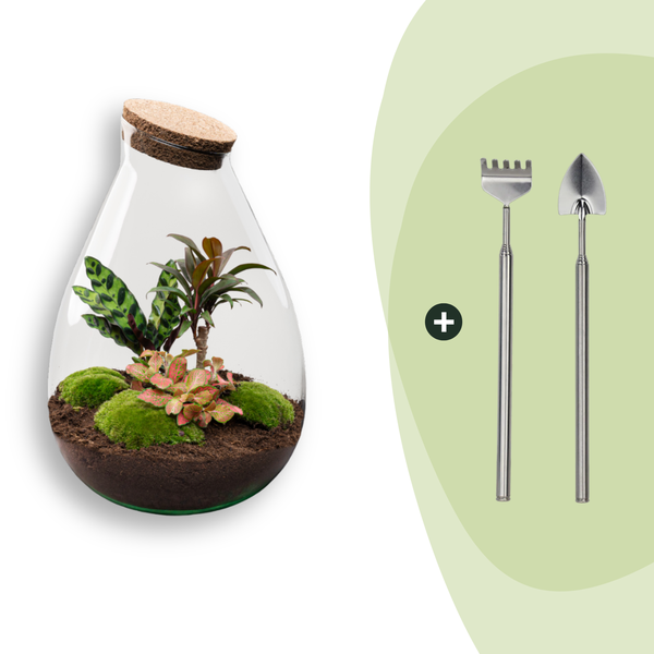 DIY Planten terrarium – Drop XL Palm – Ø 24 cm ↑ 37 cm – Rake + Shovel