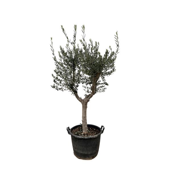 Olea Europaea olijfboom Cultivo – 230cm- Ø45