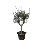 Olea Europaea olijfboom Cultivo – 230cm- Ø45