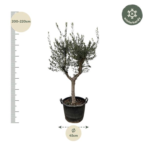 Olea Europaea olijfboom Cultivo – 230cm- Ø45