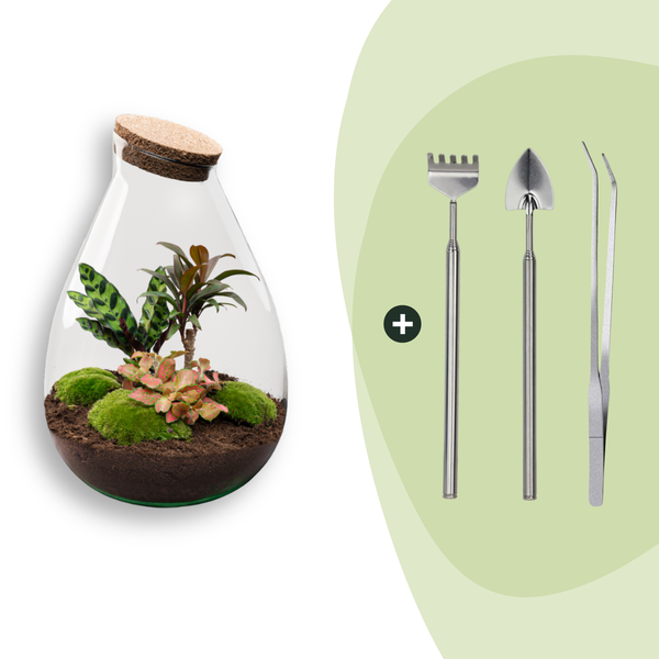DIY Planten terrarium – Drop XL Palm – Ø 24 cm ↑ 37 cm – Rake + Shovel + Tweezer