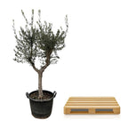 Olea Europaea olijfboom Cultivo – 230cm- Ø45