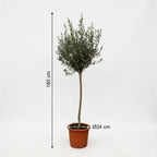 Olea Europaea op stam – 160cm- Ø24