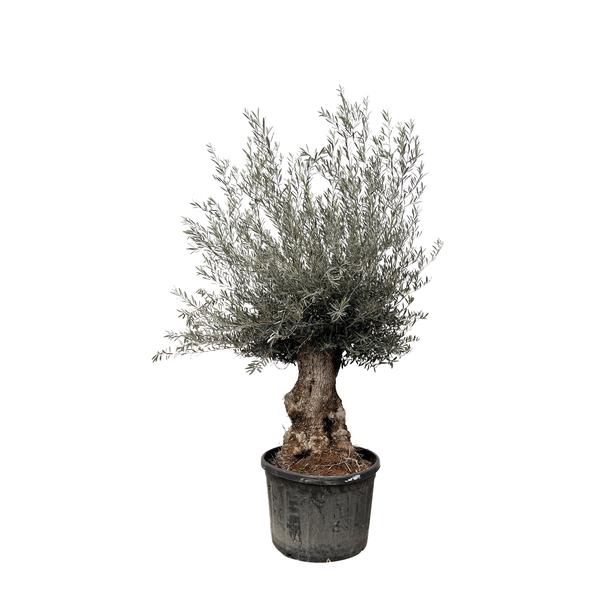 Olea Europaea Bonsai Olijfboom – 270cm- Ø80