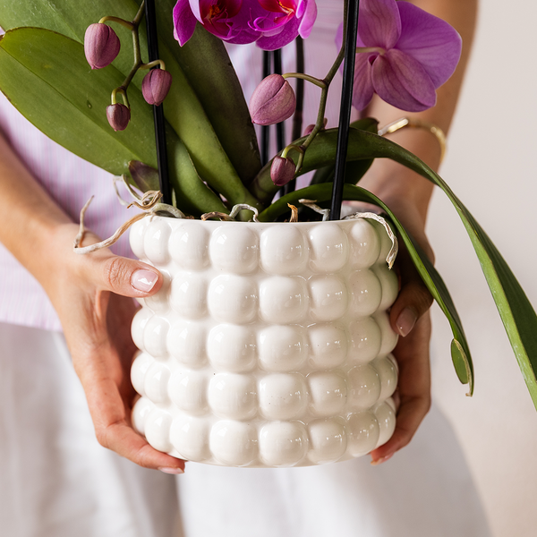 Kolibri Orchids | Witte Amabilis orchidee cadeauset – incl. giftbox, orchidee & sierpot – Ø9cm