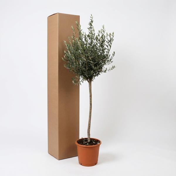 Olea Europaea op stam – 160cm- Ø24