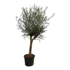 Olijfboom Olea Europaea Lorc – 200 cm – Pot Ø45 cm