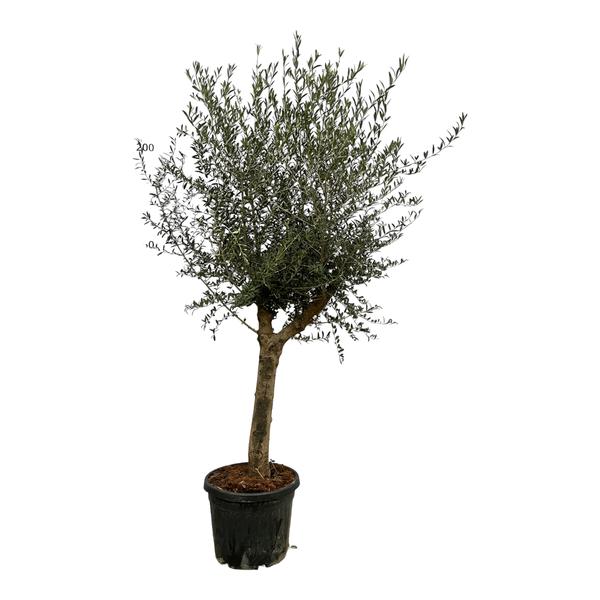 Olijfboom Olea Europaea Lorc – 200 cm – Pot Ø45 cm