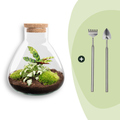 DIY terrarium – Sammie Calathea – ↕ 27 cm – Rake + Shovel