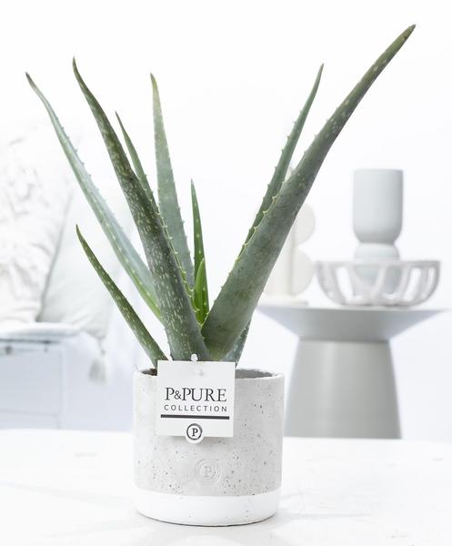 Aloe Vera In P&PURE Jade Ceramics – Ø12cm – ↕45cm