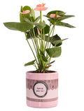 Anthurium Pink (Spirit) In P&PURE “SPECIAL POUR TOI” Verpakking – Ø12cm – ↕45cm