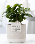 Coffea Arabica In P&PURE Jade Ceramics – Ø12cm – ↕20cm
