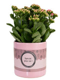 Kalanchoe Pink In P&PURE “SPECIAL POUR TOI” Verpakking – Ø12cm – ↕27cm