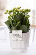 Kalanchoe White In P&PURE Ivy Ceramics – Ø12cm – ↕27cm