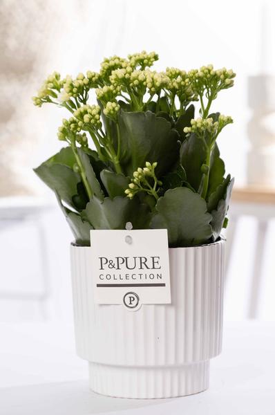 Kalanchoe White In P&PURE Ivy Ceramics – Ø12cm – ↕27cm