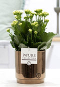 Kalanchoe White In P&PURE Juliette Ceramics Goldbronze – Ø12cm – ↕27cm