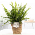 Nephrolepis Green Lady In P&PURE Basket – Ø12cm – ↕35cm