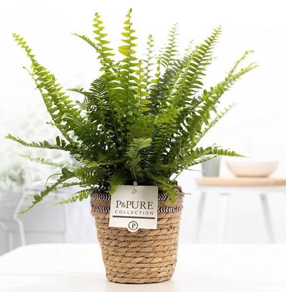 Nephrolepis Green Lady In P&PURE Basket – Ø12cm – ↕35cm