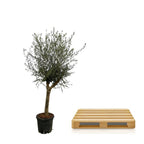 Olijfboom Olea Europaea Lorc – 200 cm – Pot Ø45 cm