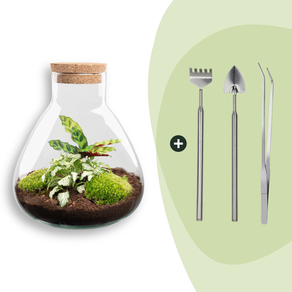 DIY terrarium – Sammie Calathea – ↕ 27 cm – Rake + Shovel + Tweezer