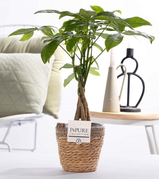 Pachira Aquatica In P&PURE Basket- Ø12cm – ↕45cm