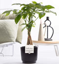 Pachira Aquatica In P&PURE Ceramics Liv – Ø12cm – ↕45cm
