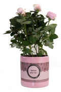 Rosa Light Pink In P&PURE “SPECIAL POUR TOI” Verpakking – Ø12cm – ↕30cm