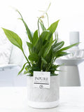 Spathiphyllum In P&PURE Jade Ceramics – Ø12cm – ↕35cm
