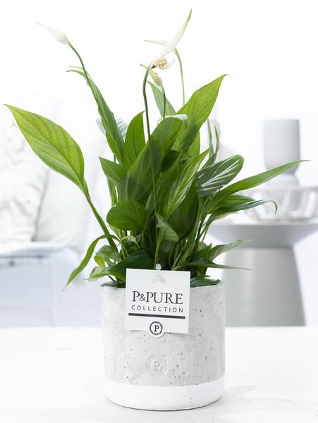 Spathiphyllum In P&PURE Jade Ceramics – Ø12cm – ↕35cm
