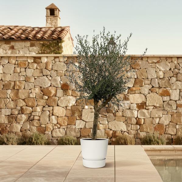 Olijfboom Olea Europaea Lorc – 200 cm – Pot Ø45 cm