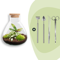 DIY terrarium – Sammie Calathea – ↕ 27 cm – Rake + Shovel + Tweezer + Scissors