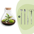 DIY terrarium – Sammie Calathea – ↕ 27 cm – Rake + Shovel + Tweezer + Scissors
