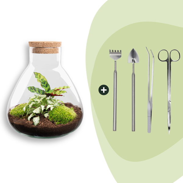 DIY terrarium – Sammie Calathea – ↕ 27 cm – Rake + Shovel + Tweezer + Scissors