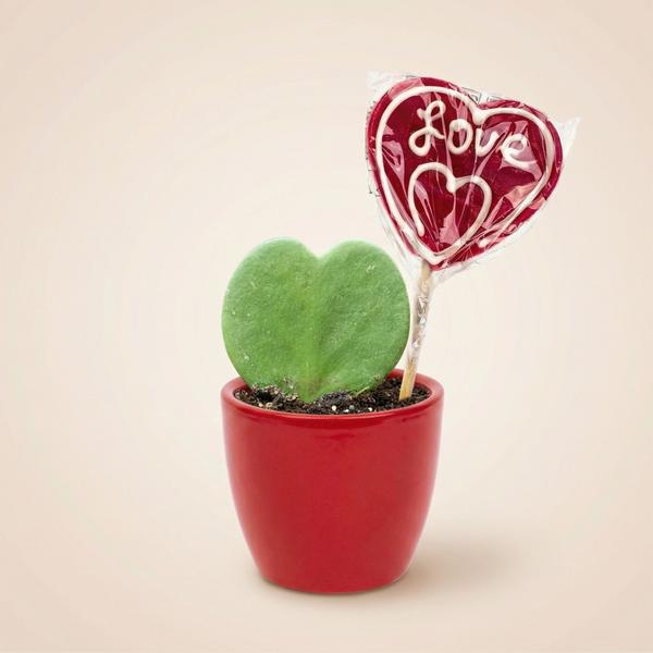 Sweetheart Plant Set – Groene Mini Gift – Pot & Plant Set – Rood