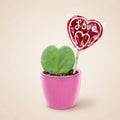 Sweetheart Plant Set – Groene Mini Gift – Pot & Plant Set – Roze