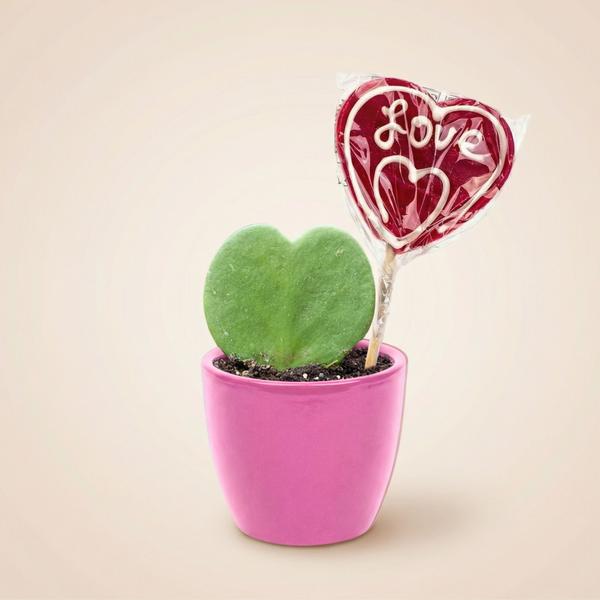 Sweetheart Plant Set – Groene Mini Gift – Pot & Plant Set – Roze