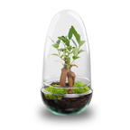 DIY Planten terrarium tweedelig bolglas – Egg Bonsai – Ø 12 cm ↑ 25 cm