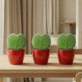 Sweetheart Plant Set (Hoya Kerrii ) – 3x Pot & Plant – Rood