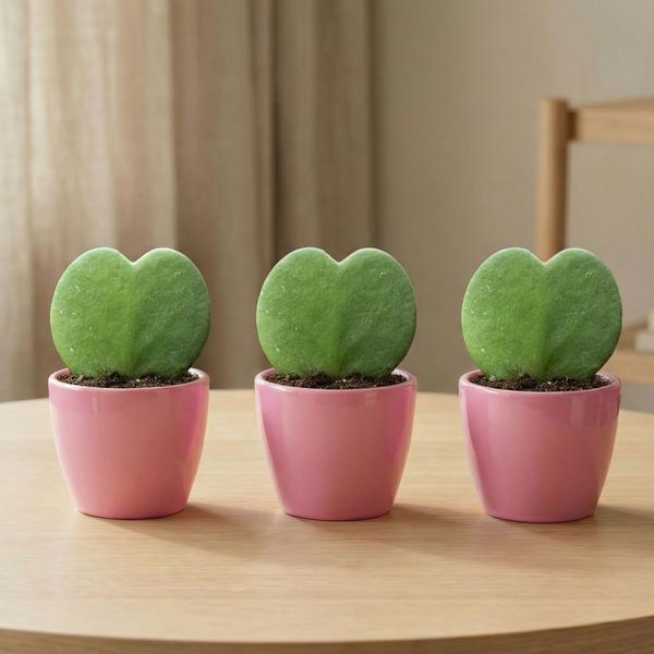 Sweetheart Plant Set (Hoya Kerrii) – 3x plant met roze pot