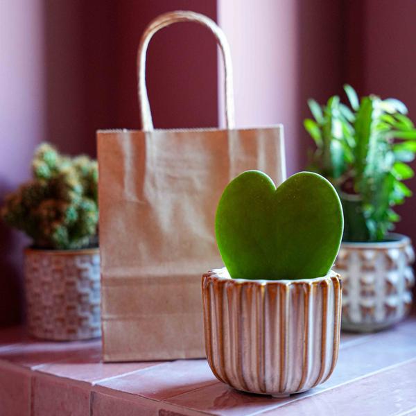 Cadeauset – Love Set – Hartjesplant, pot, wenskaart & geschenktasje